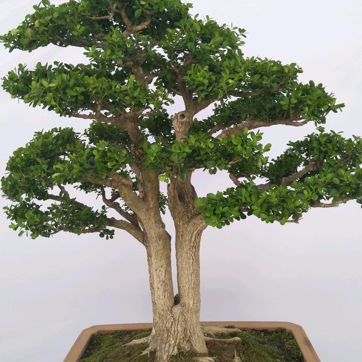 和硕花卉