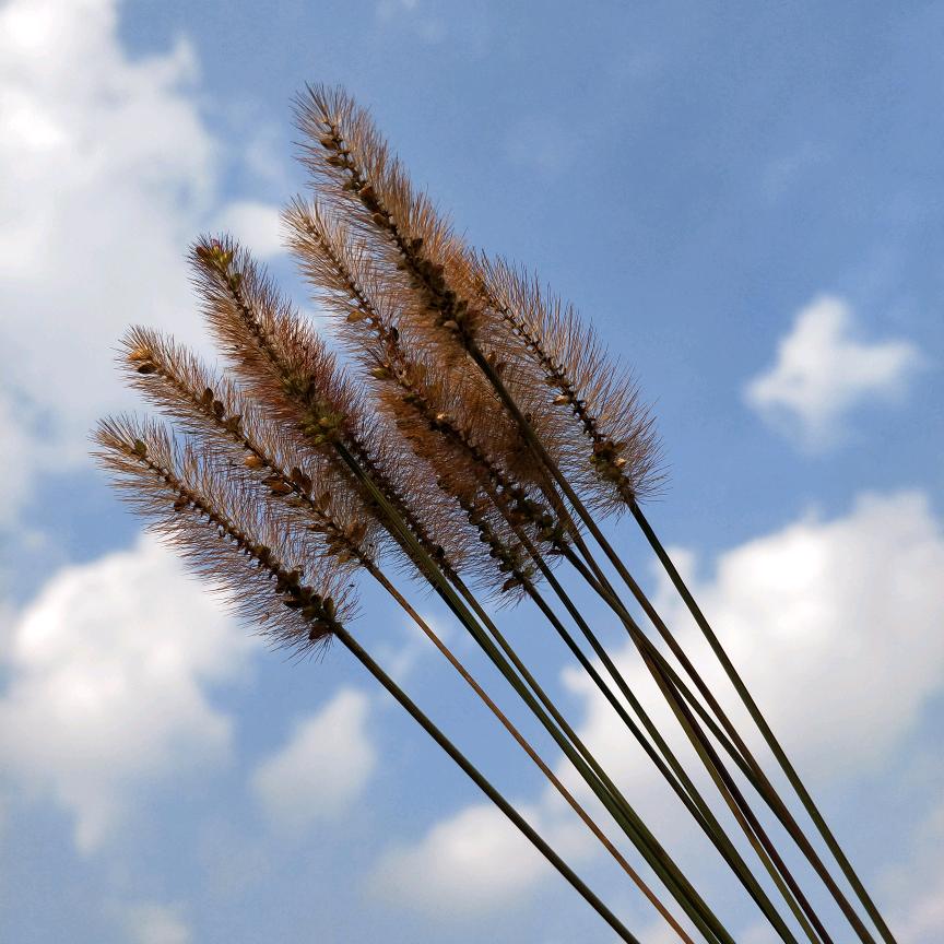 っ˘зʕ•̫͡•ʔ兜有米