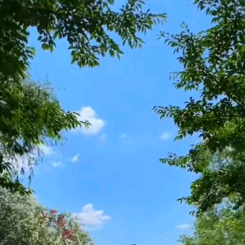 D大王叫我来巡山