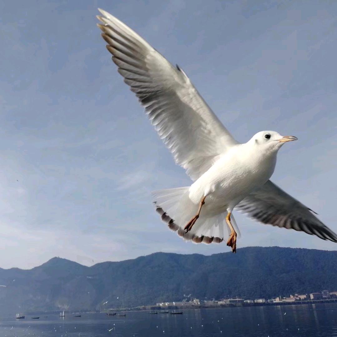 玲麗錦智