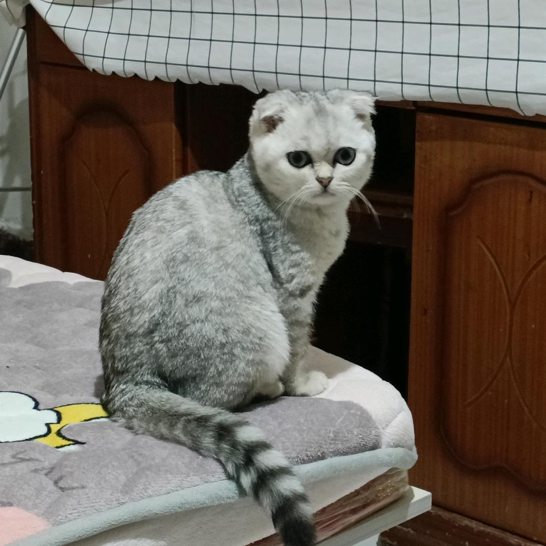 小胖咪