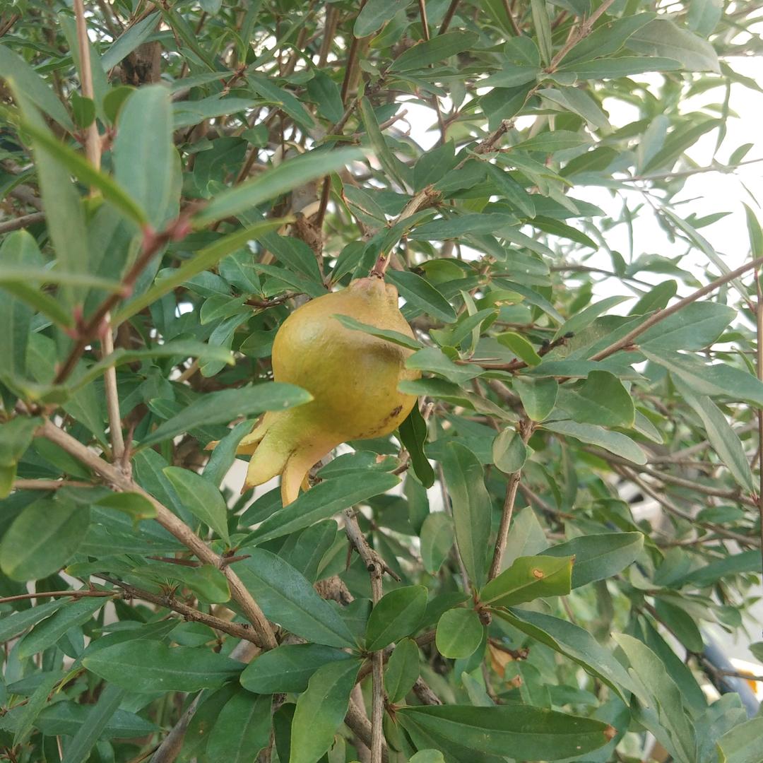 五月的石橙