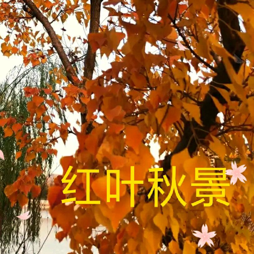 锦绣茗蓉