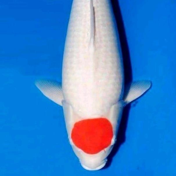 灵悦锦鲤场