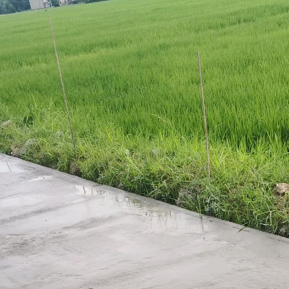 雨落风不止
