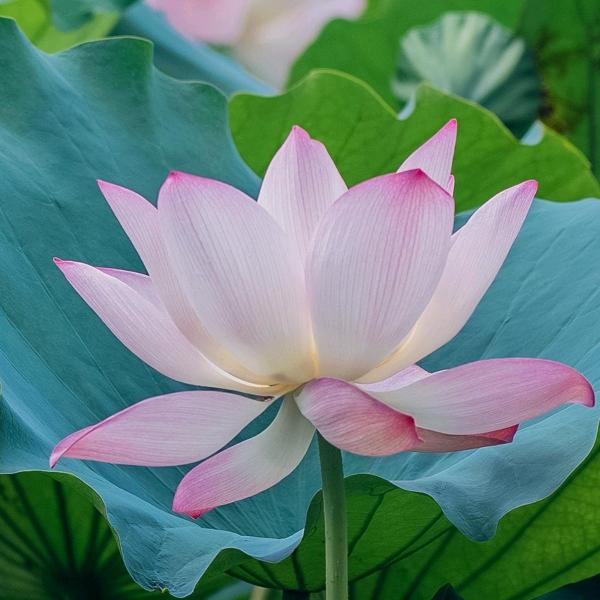 燕子
