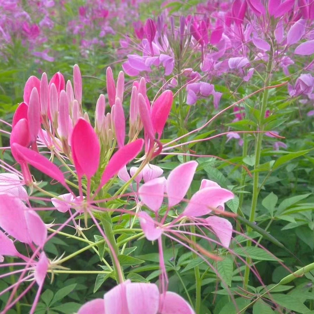 心间单拒绝私聊