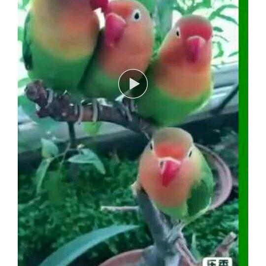 我是林