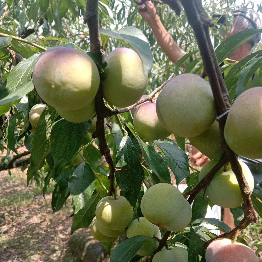 带起娃儿混日子