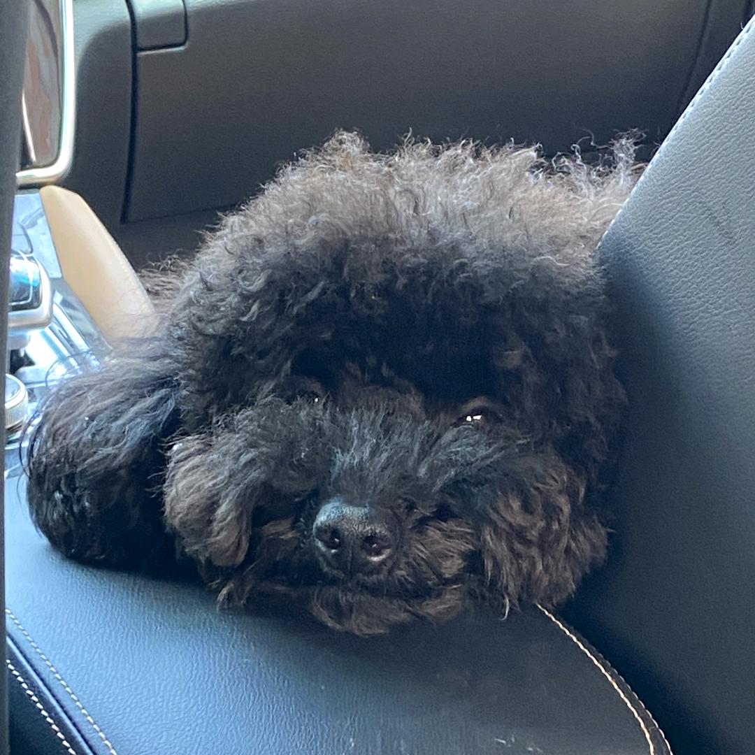 老花花女王遇上黑花卷