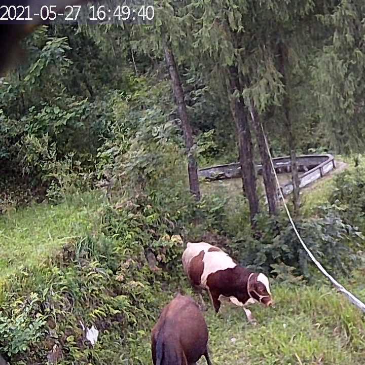 小武放山牛肉店铺
