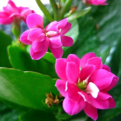 秀芬