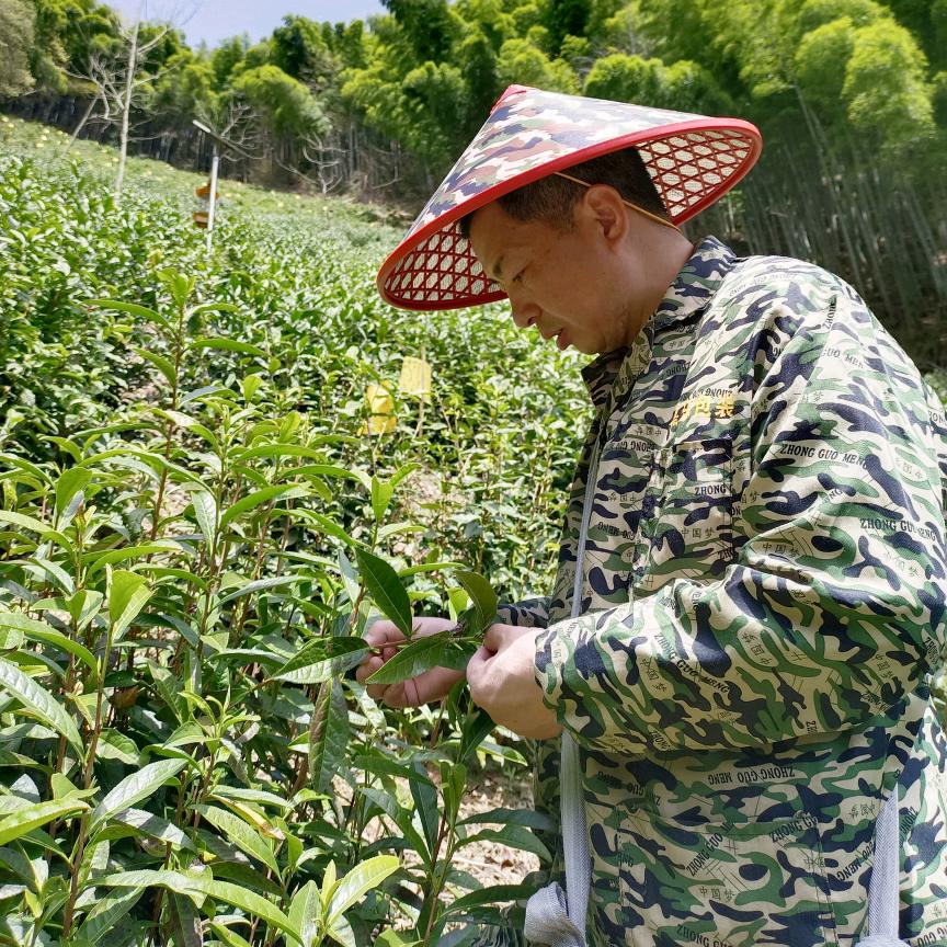 山里兄弟茶叶