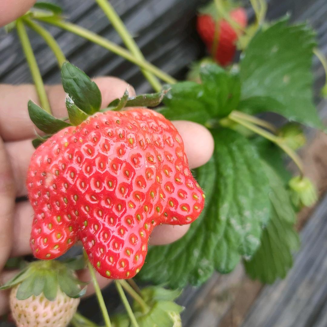 依依草莓🍓🍓🍓🍓🍓🍓🍓