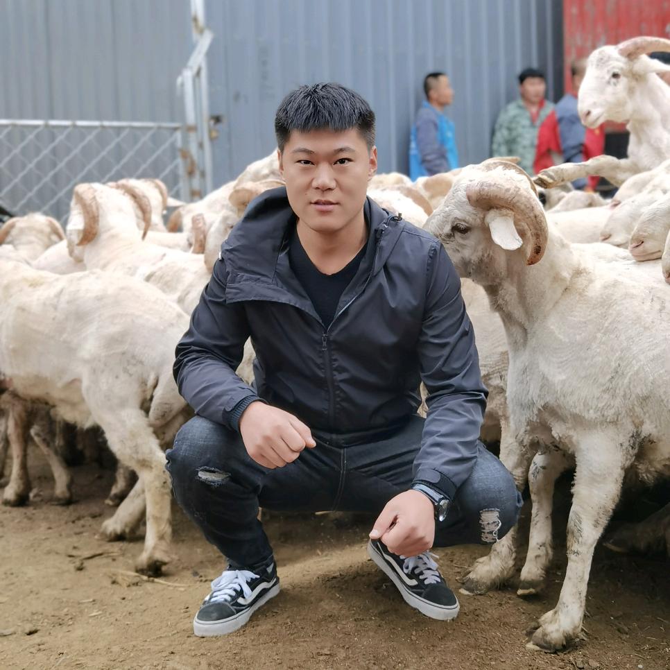唐县鹏康（七两哥）育肥羊