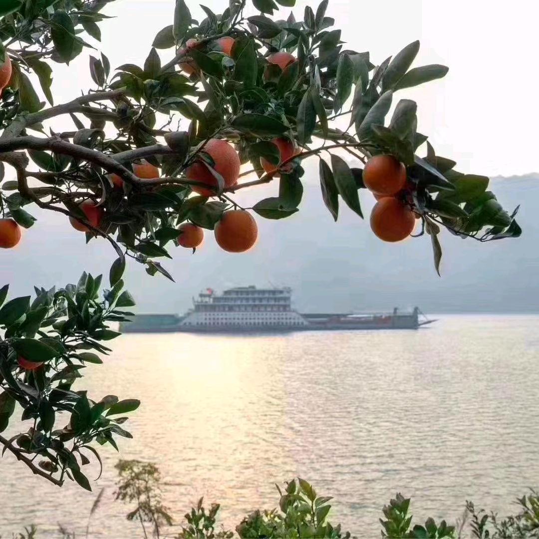 海峰爱橙🍊