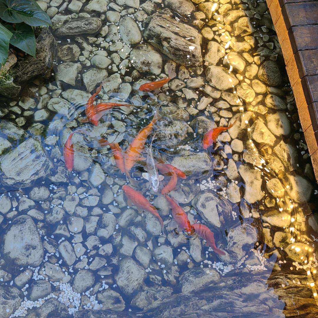 日丰管水电料公牛开关砲里店
