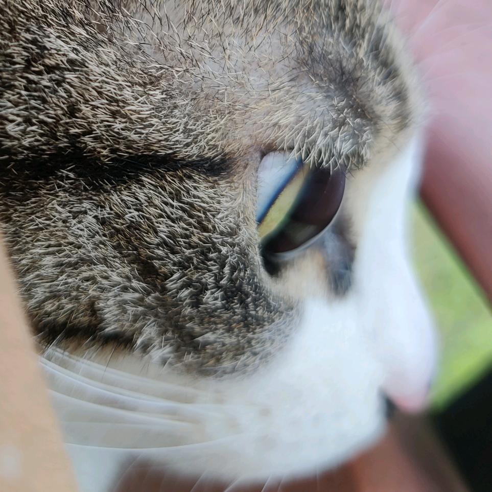 猫茶