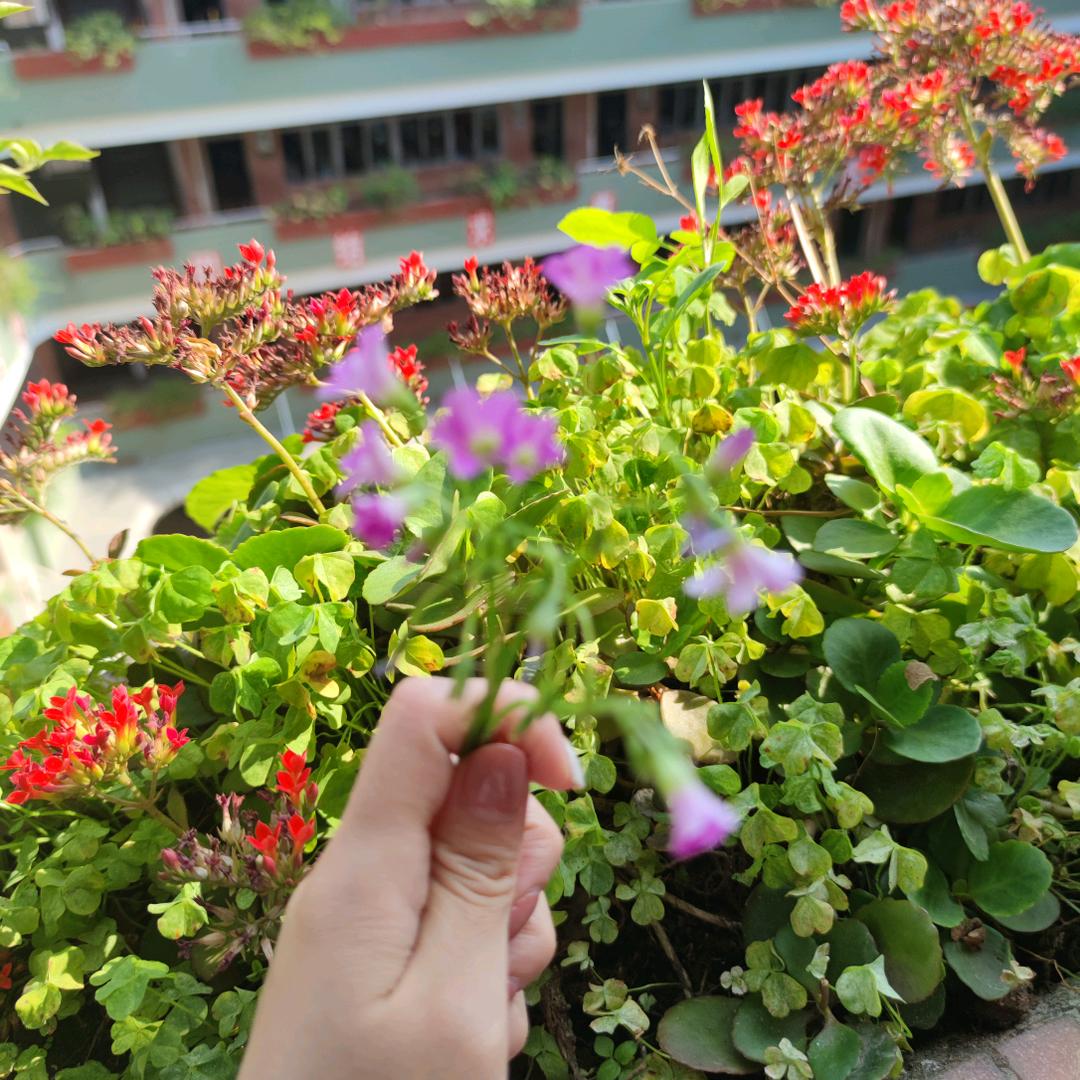 礼拜天