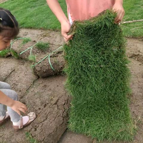 成都，广安，重庆草坪