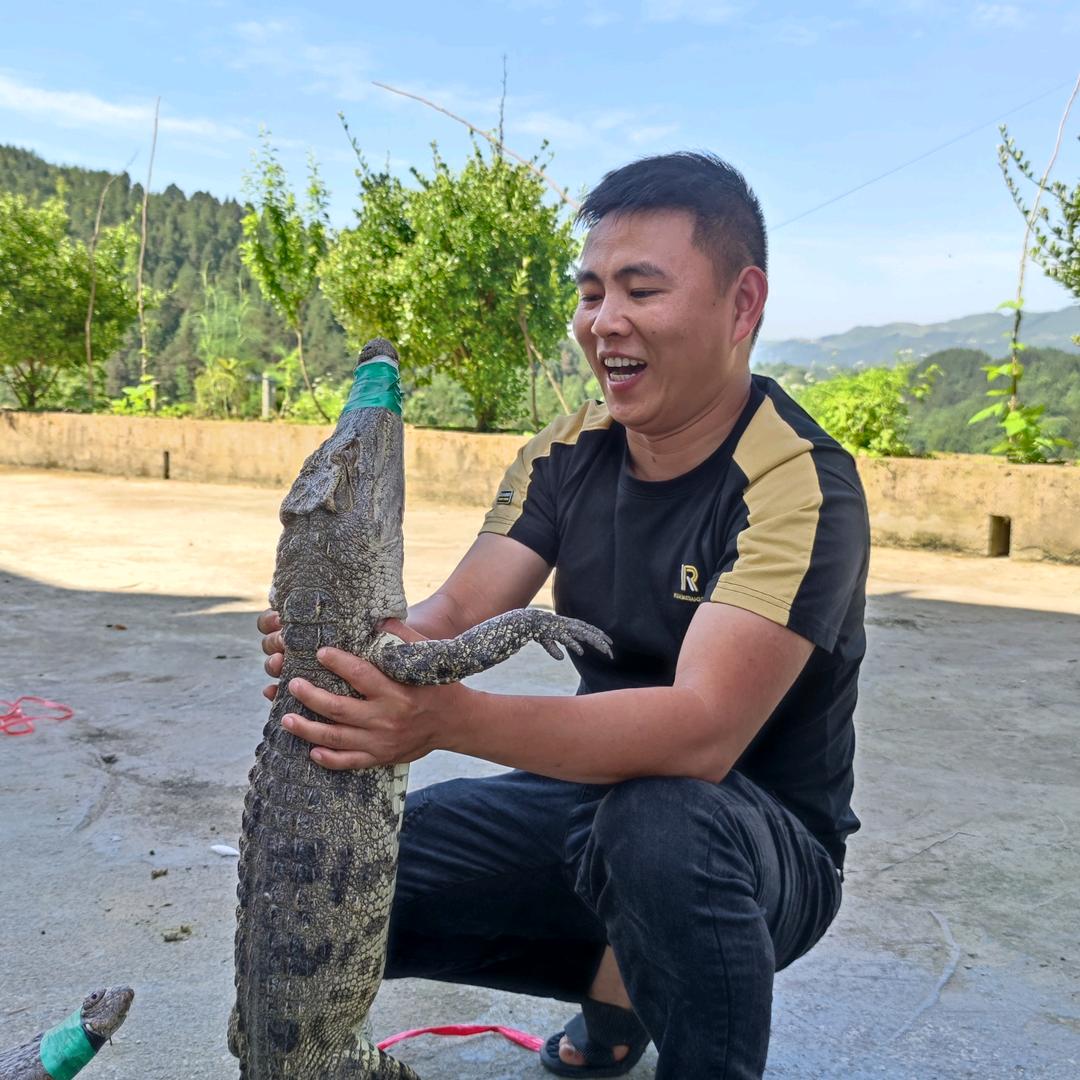 江哥（鳄鱼，娃娃鱼）