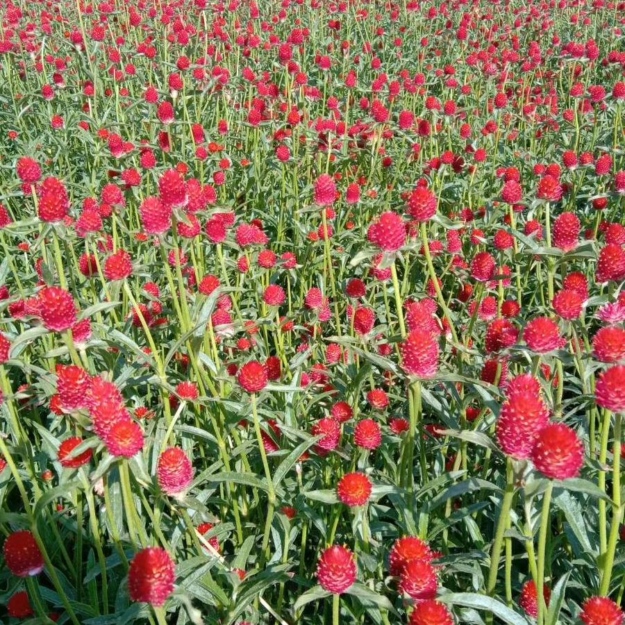 陕西千叶草农业发展有限公司