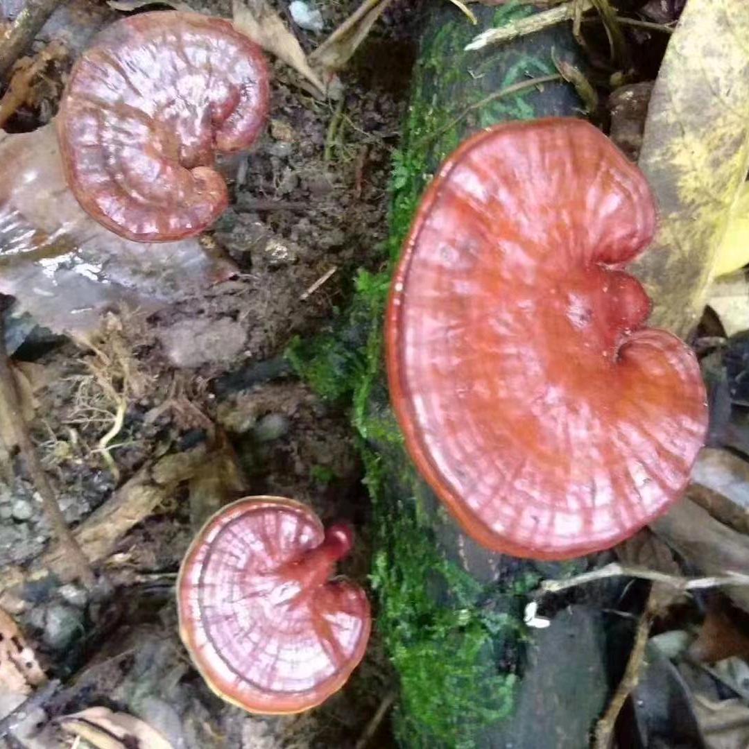好运常在