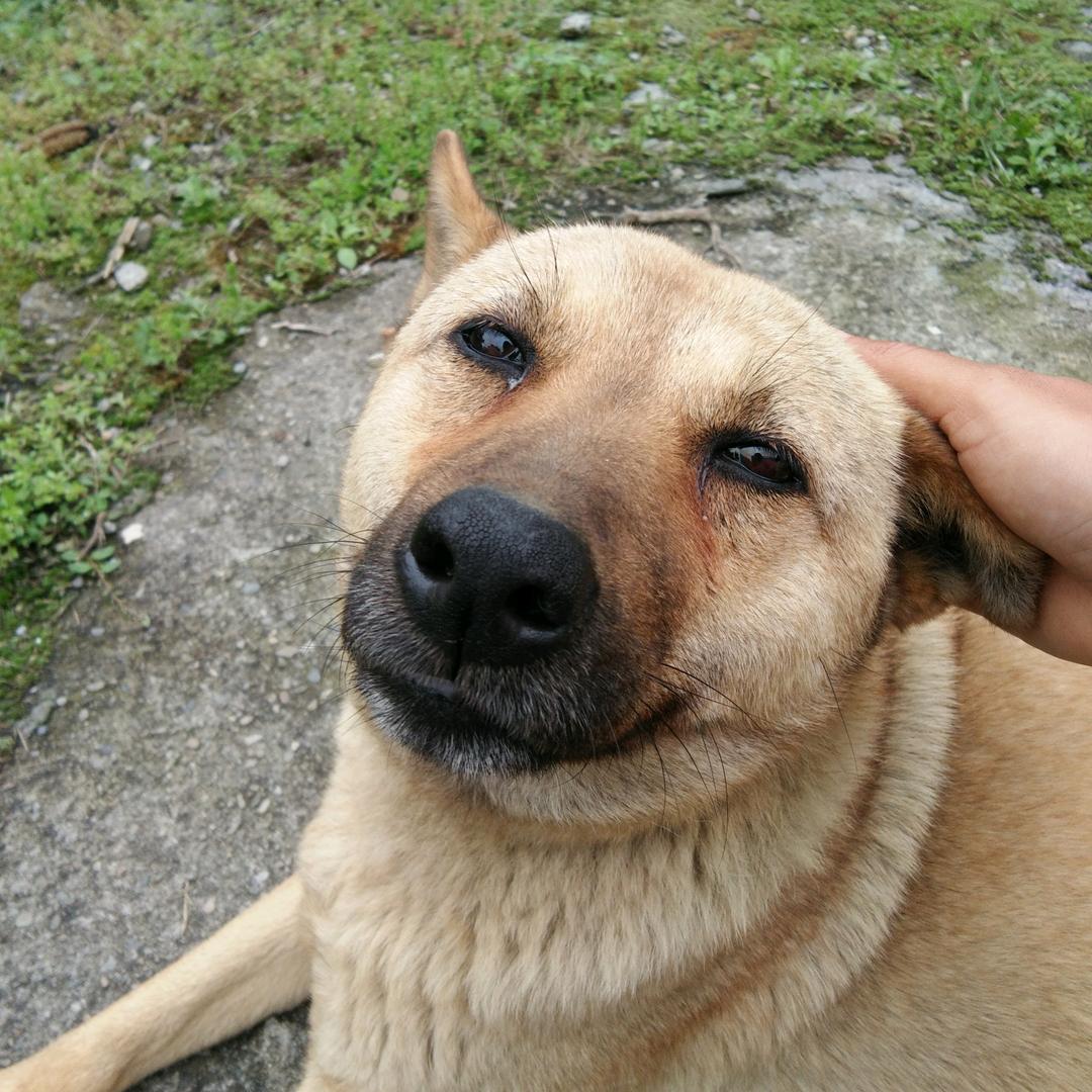 我是一条猪儿虫🐛