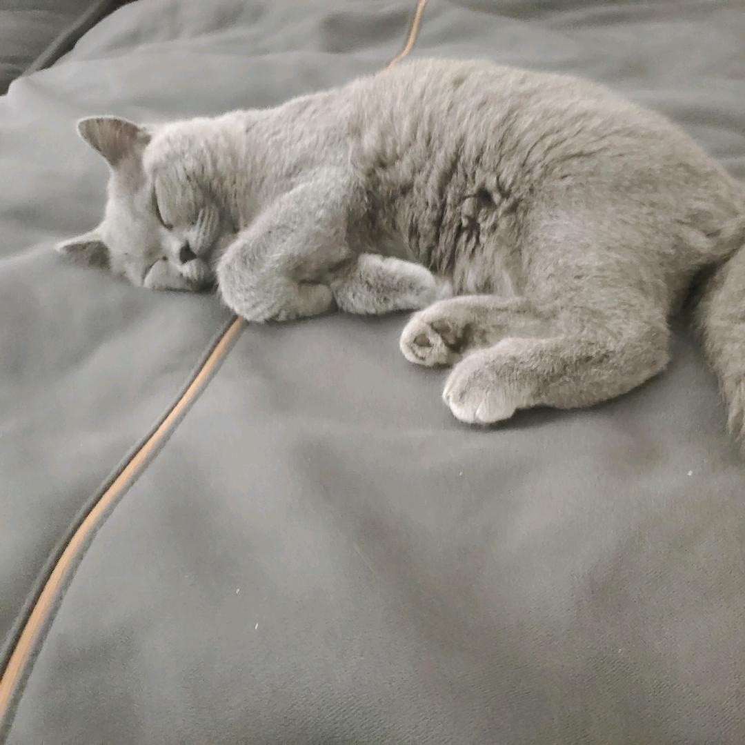 不喜欢吃香菜的小鱼终结者