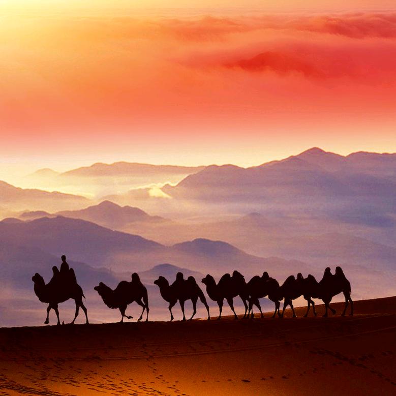 骆驼🐫🐫🐫祥子
