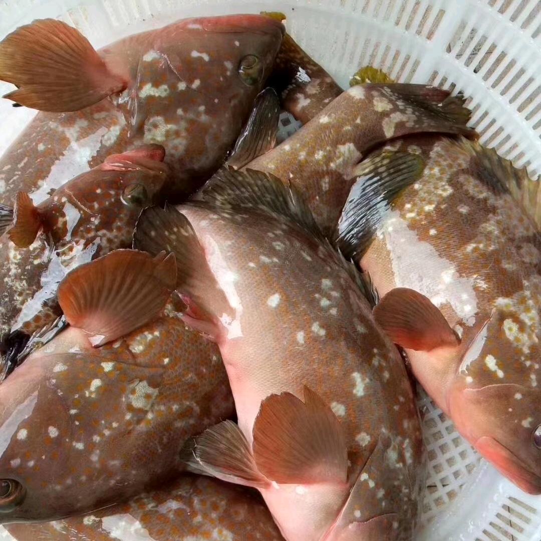 南日肥猫纯天然海产