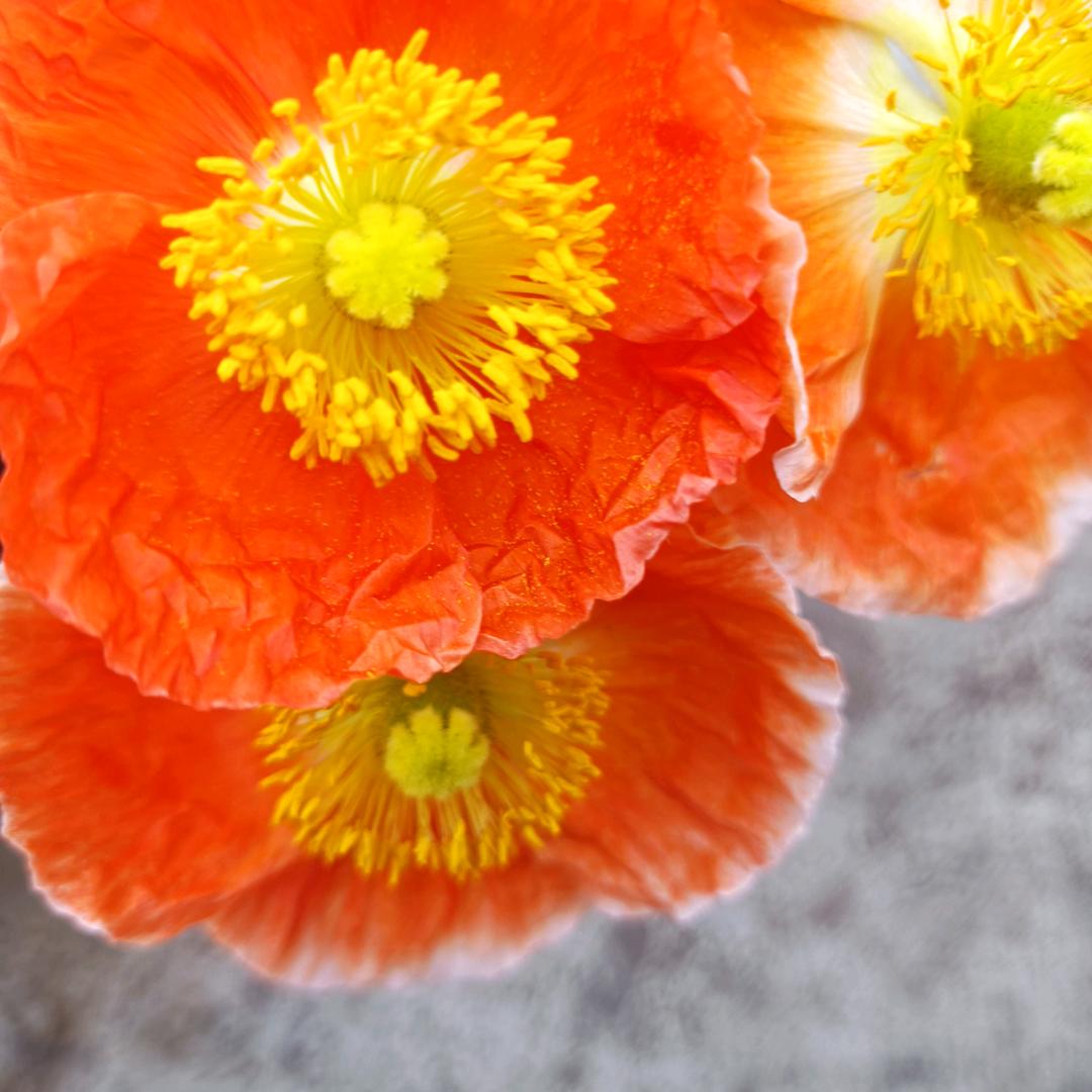 真心真意过一生