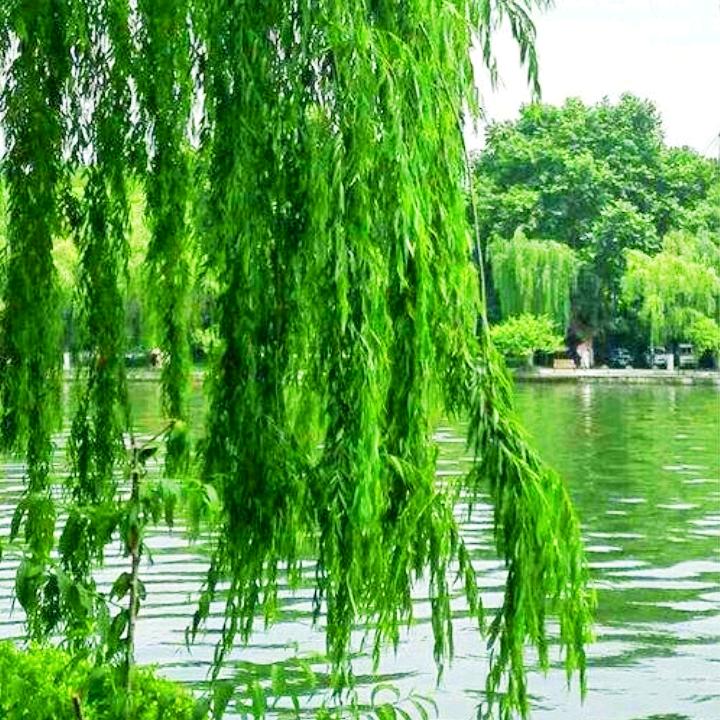 杨柳依依
