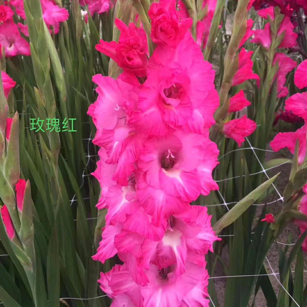 云南鲜花批发零售