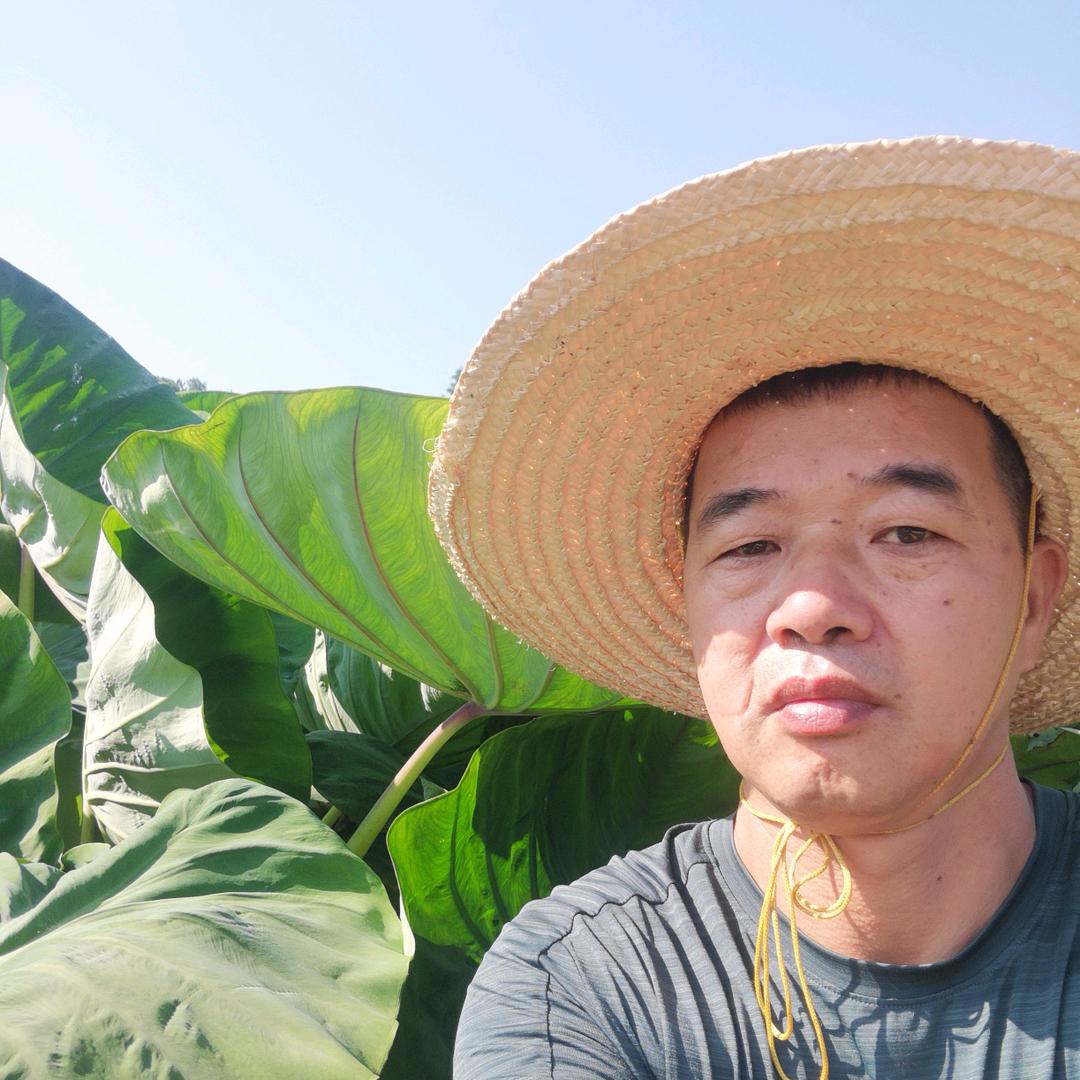 火明哥聊芋头