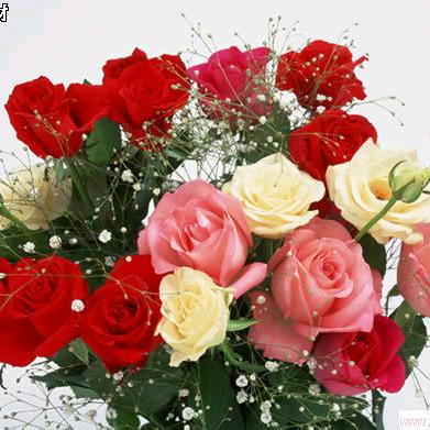 幽谷兰花，拒绝私聊谢谢