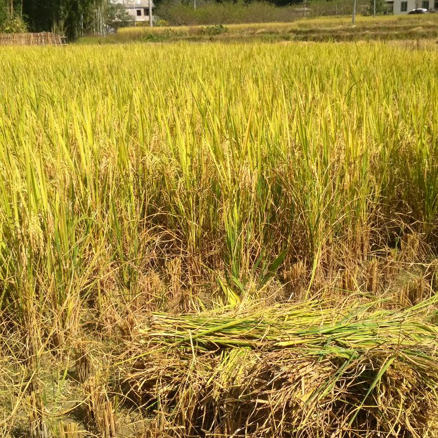 🎋🌻心中有李，一生平安🌴🌳🐏