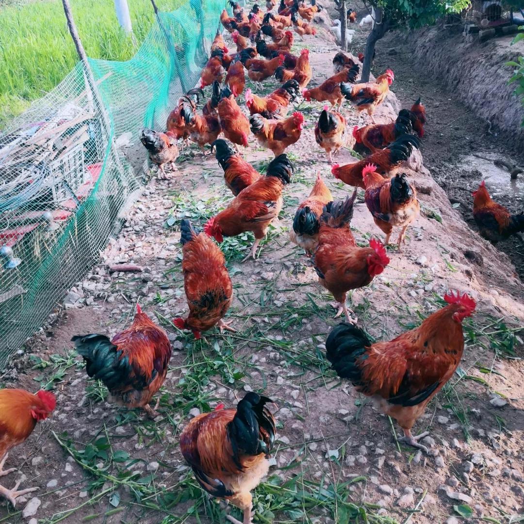 蒙山红公鸡养殖基地