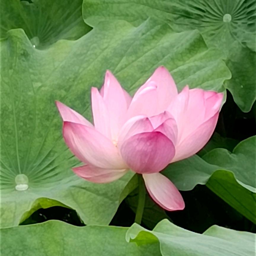 阳光贝壳