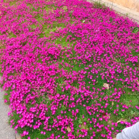 稻草人