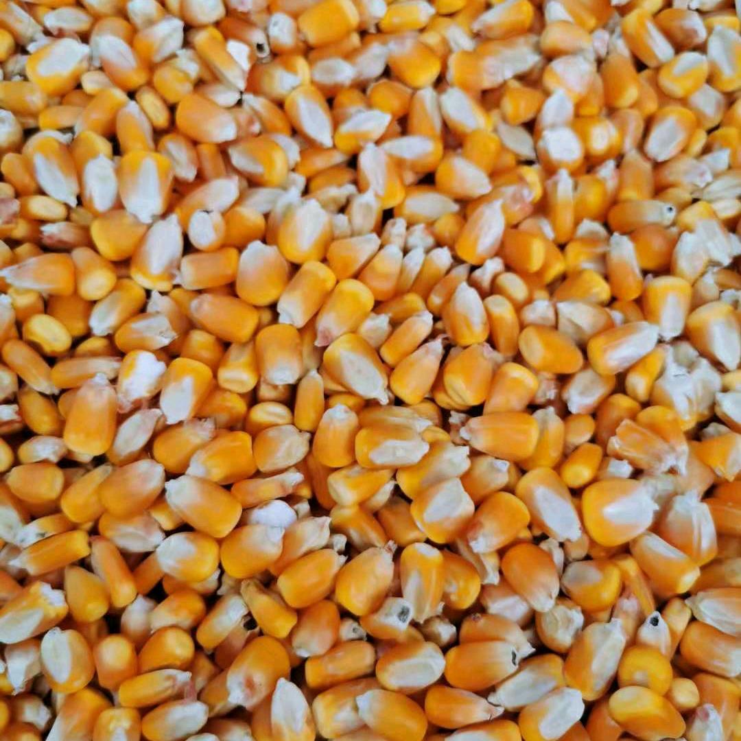 亳州市谯城区大杨镇粮食收购商 谢常青