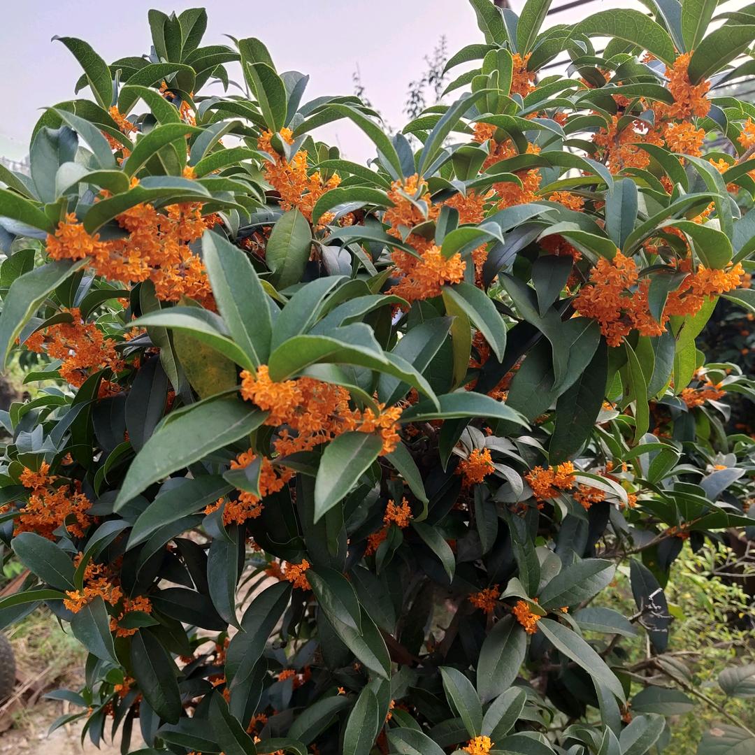 【鑫成】桂花迎春花盆景绿植