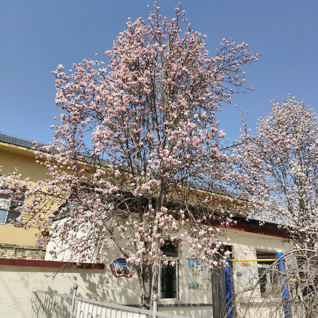 兜兜里有糖 本号