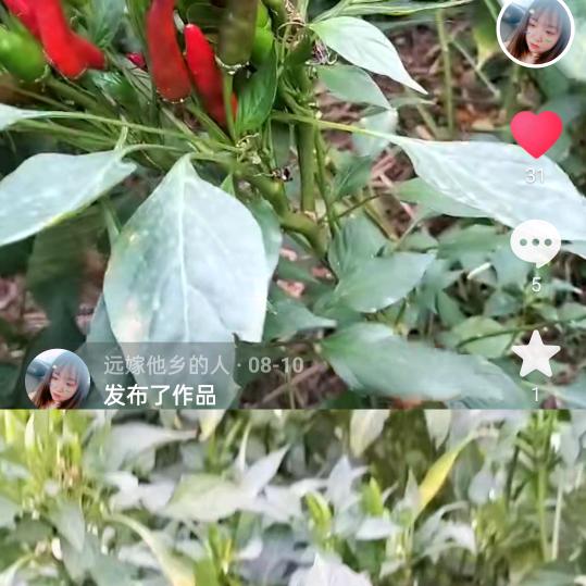 远嫁他乡的人