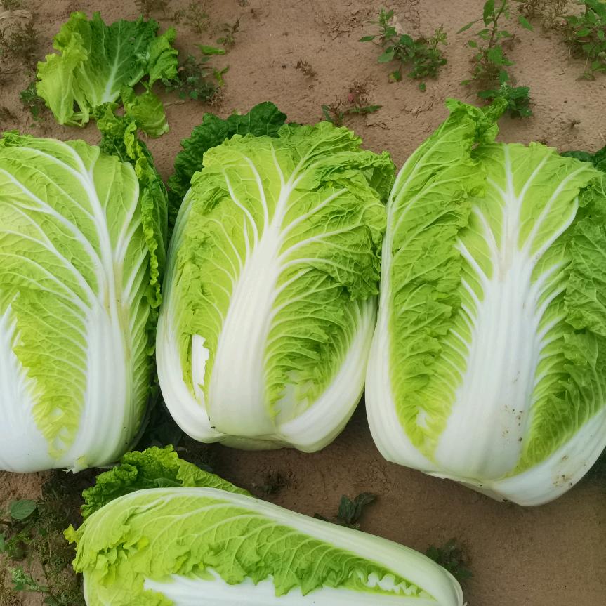 陕北蔬菜代收代发