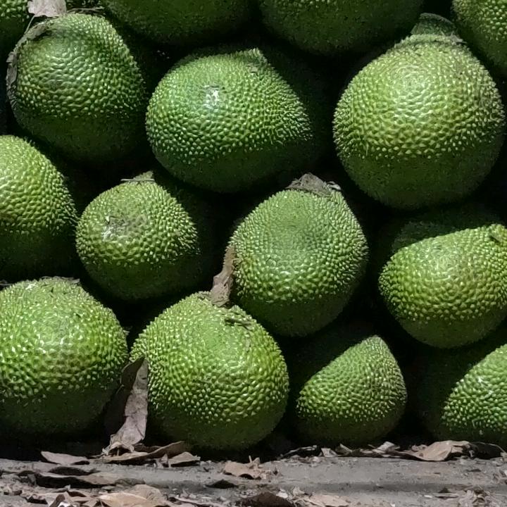 菠萝蜜批发