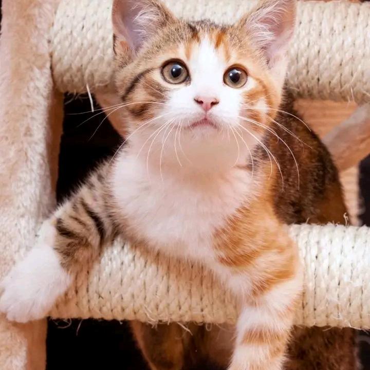 90后卖肉小夫妻