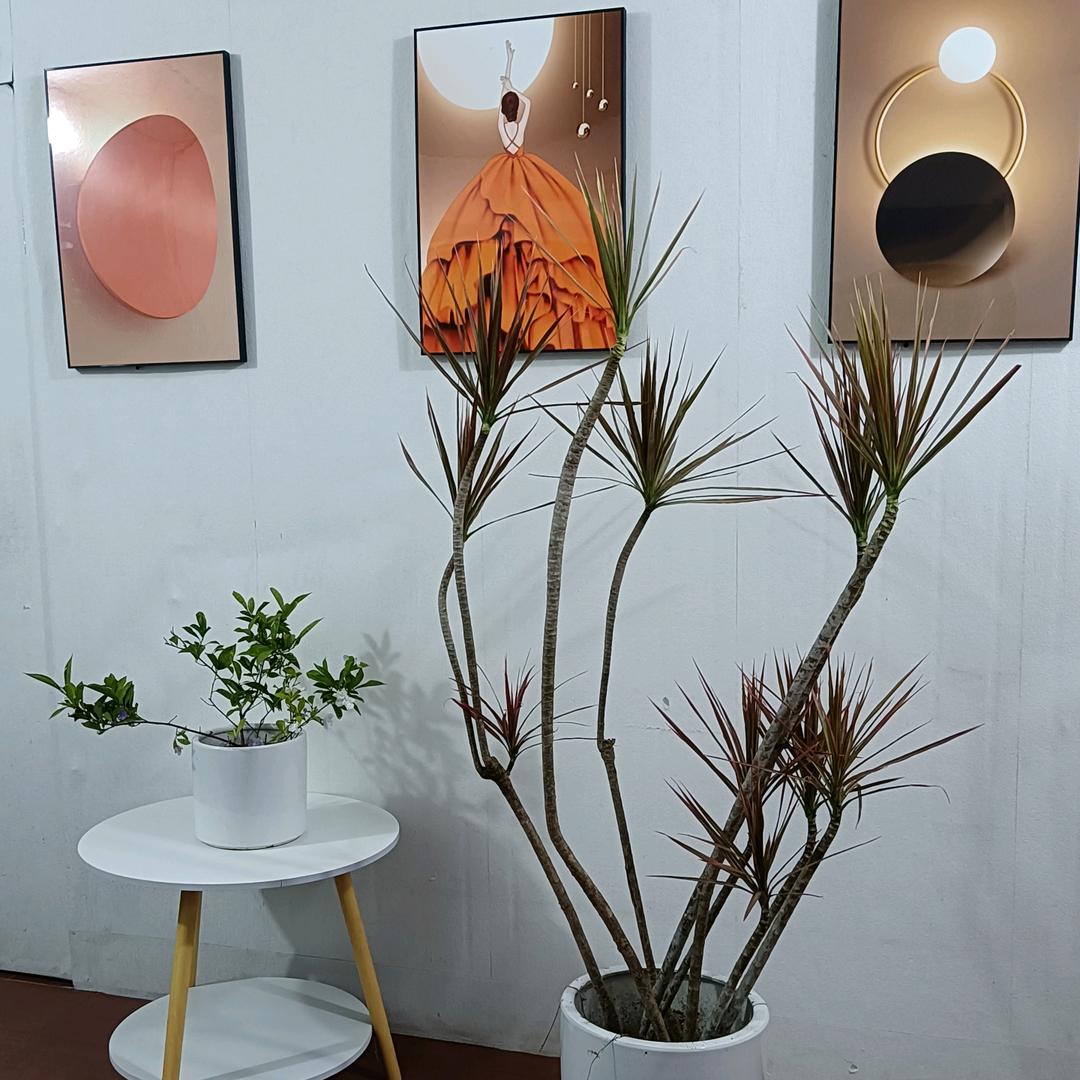 欣源绿植店
