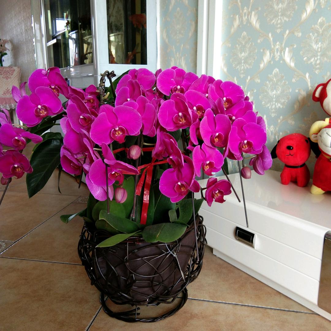 芝麻开🌺