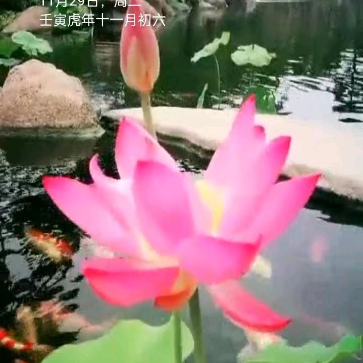 开心